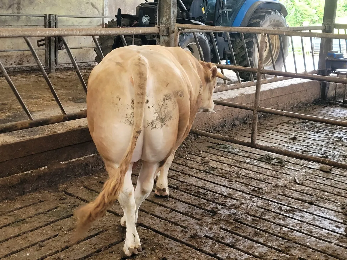 Blonde Bull - Image 2