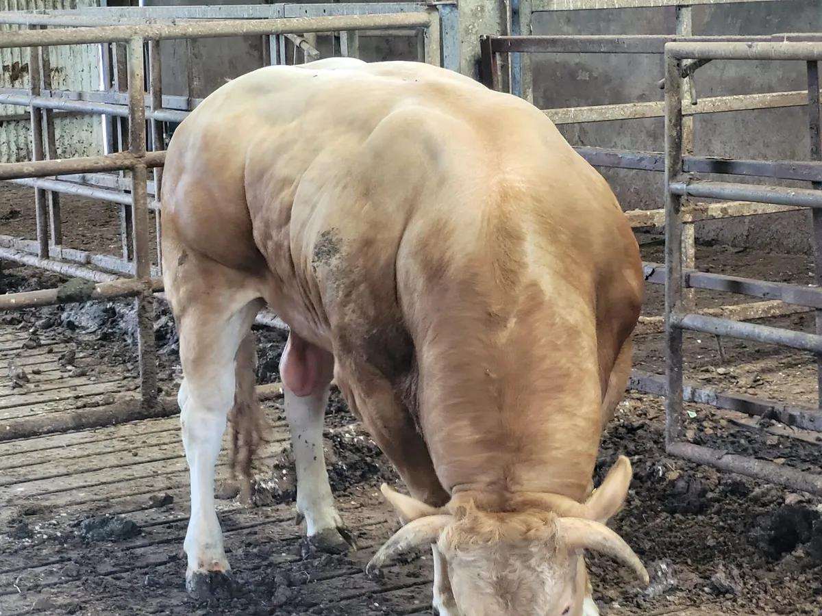Blonde Bull - Image 3