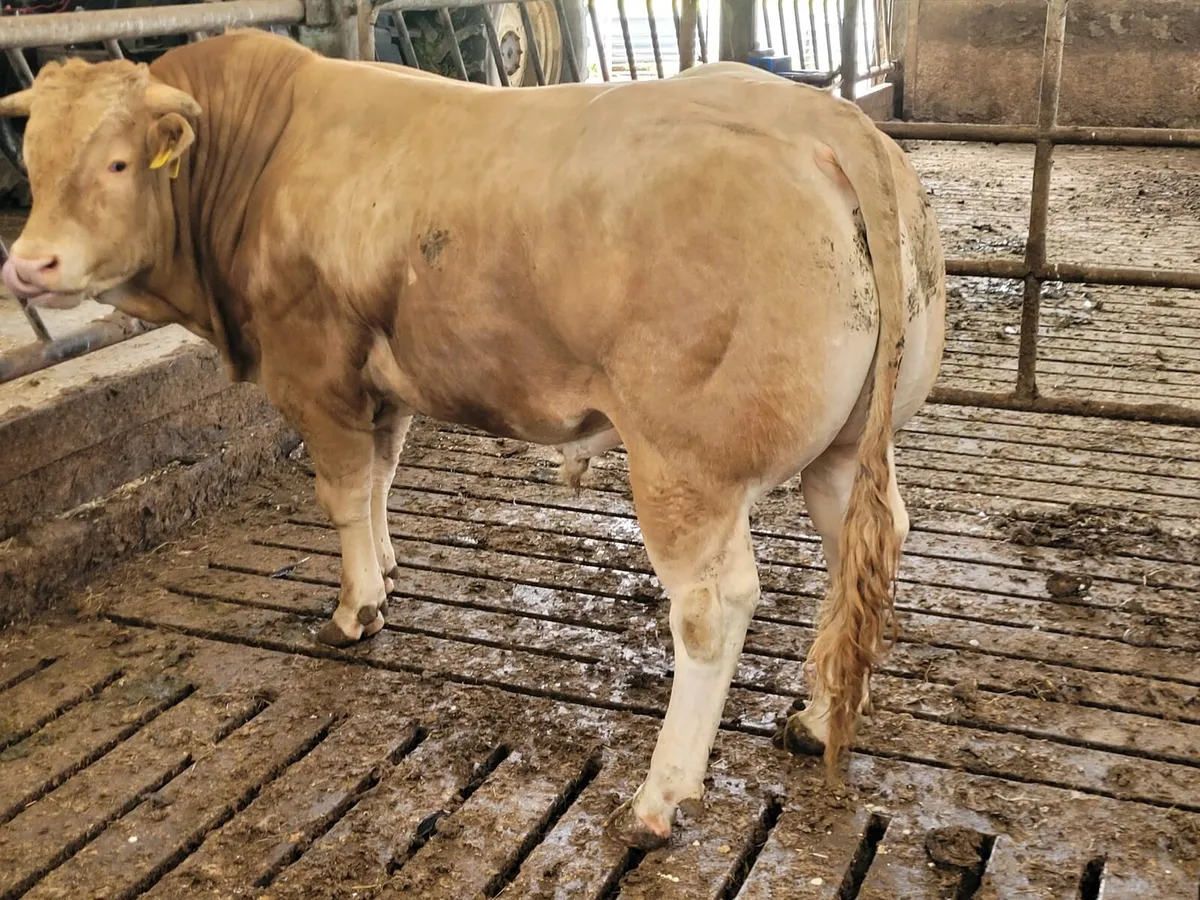 Blonde Bull - Image 4