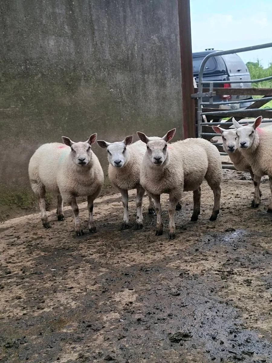 💥BELTEX X ROUTEX EWE LAMBS💥 - Image 1