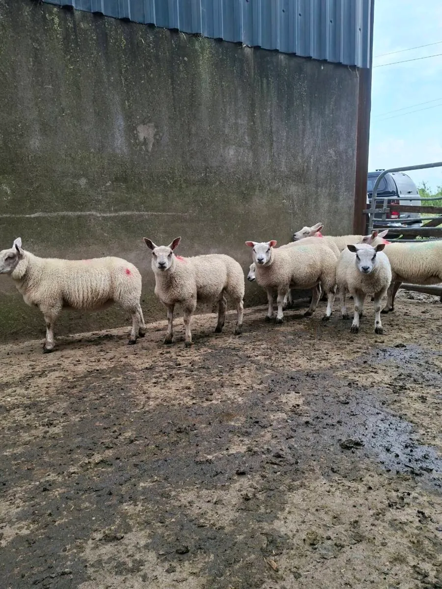 💥BELTEX X ROUTEX EWE LAMBS💥 - Image 3
