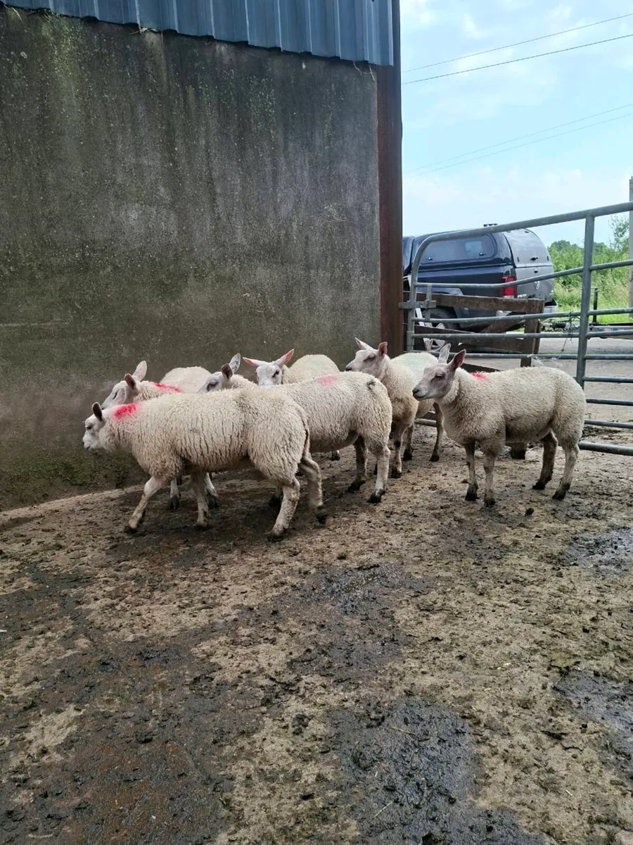 💥BELTEX X ROUTEX EWE LAMBS💥 - Image 4