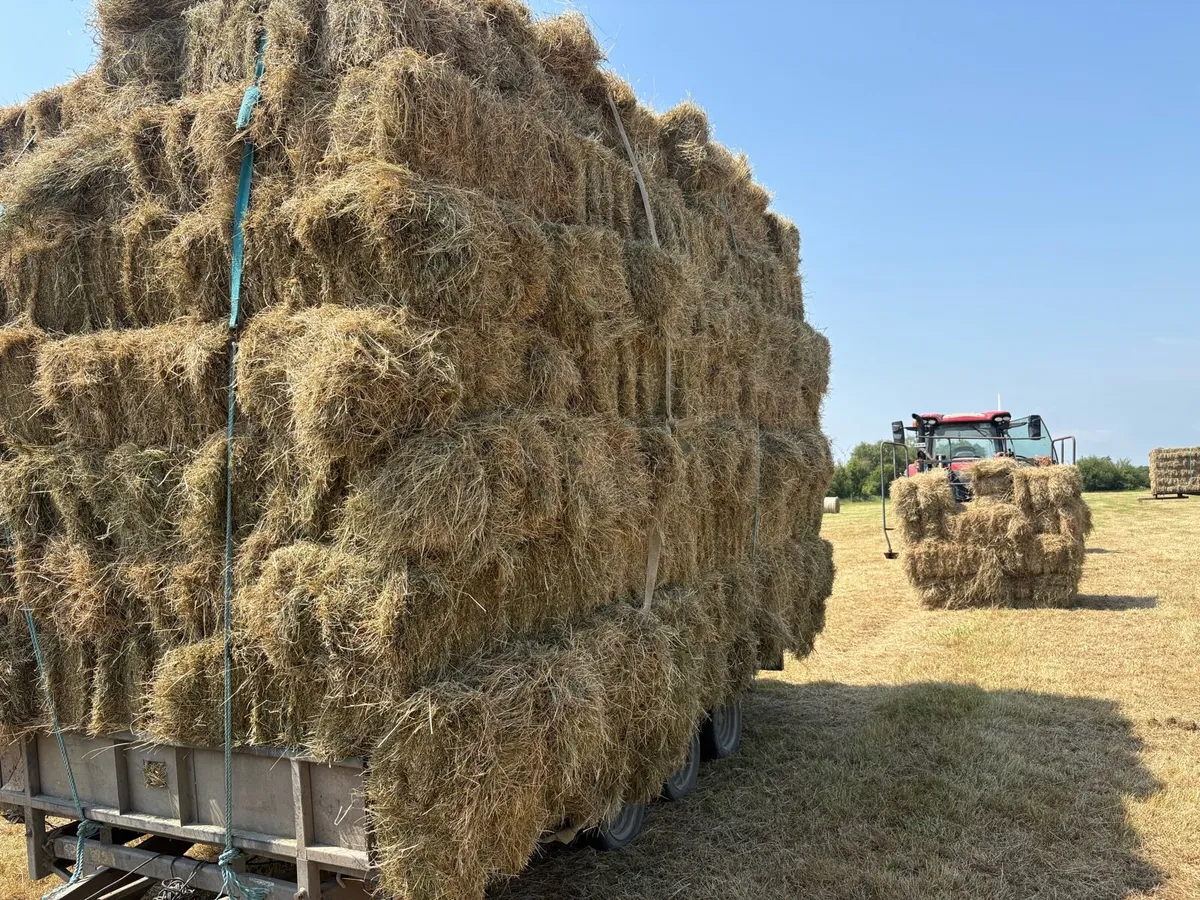 Square bales of hay - Image 1