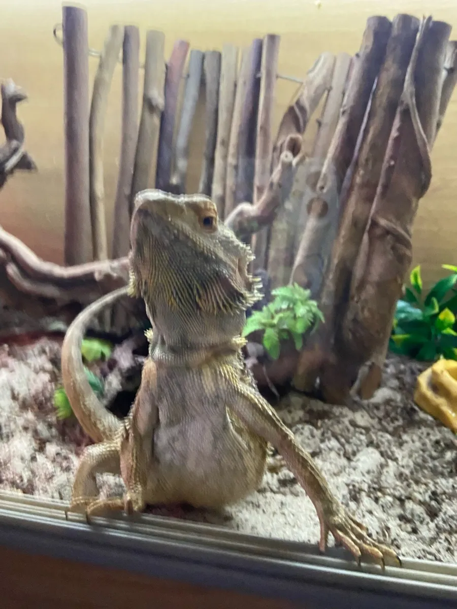 bearded dragon - Image 2
