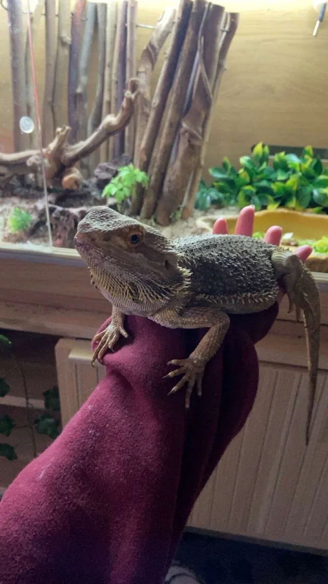bearded dragon - Image 1
