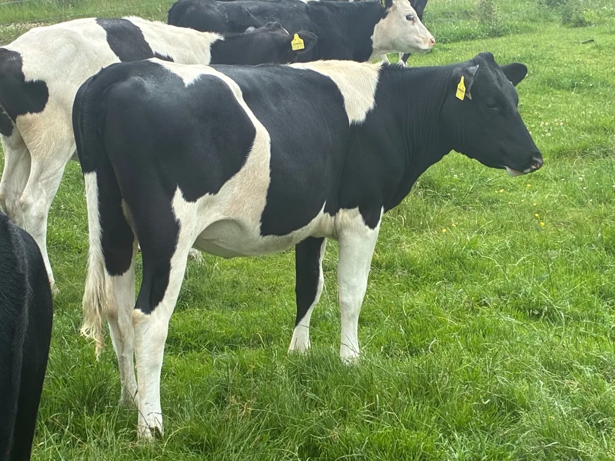 Selection of Frisian heifers for sale - Image 1