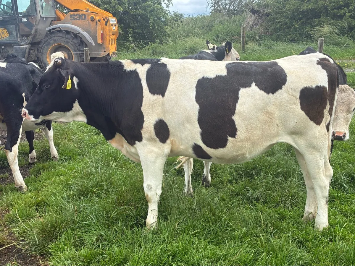 Selection of Frisian heifers for sale - Image 2