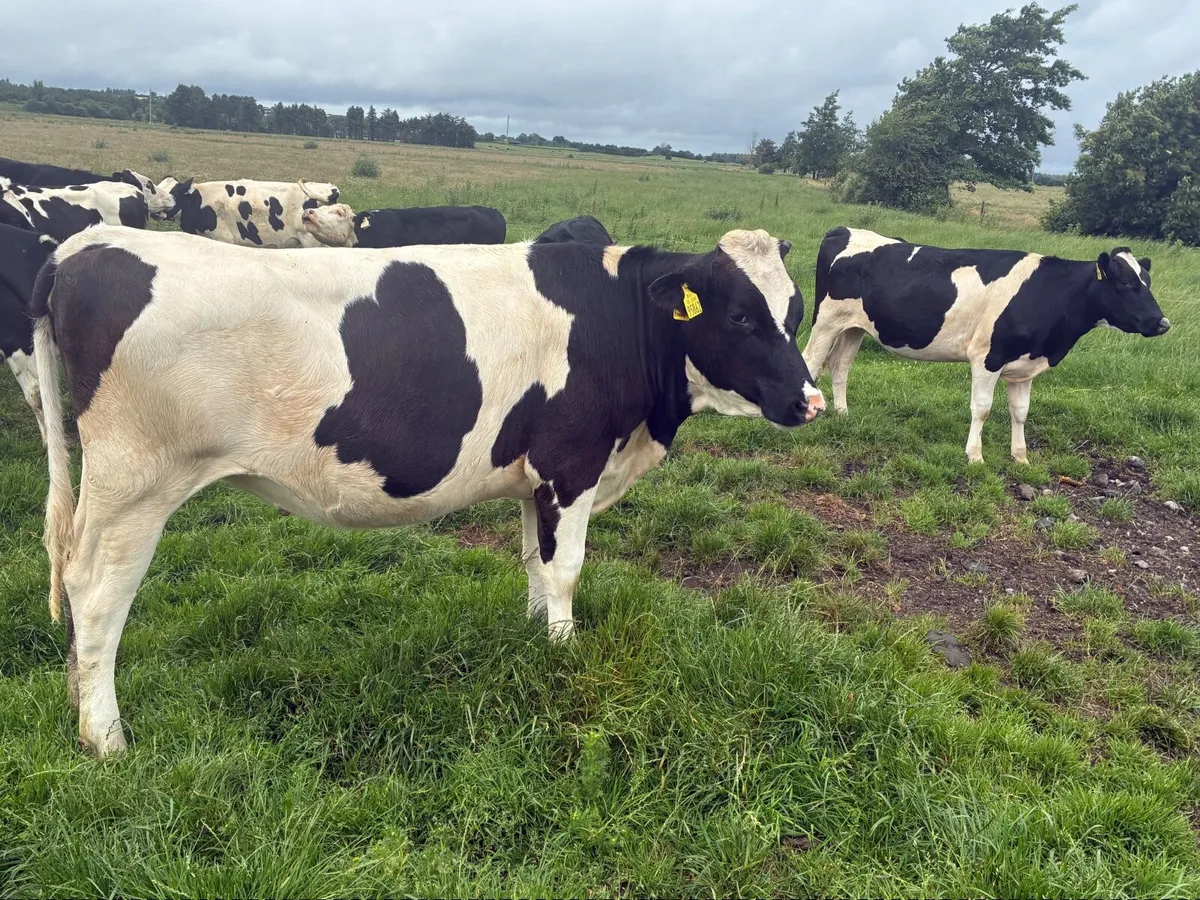 Selection of Frisian heifers for sale - Image 4