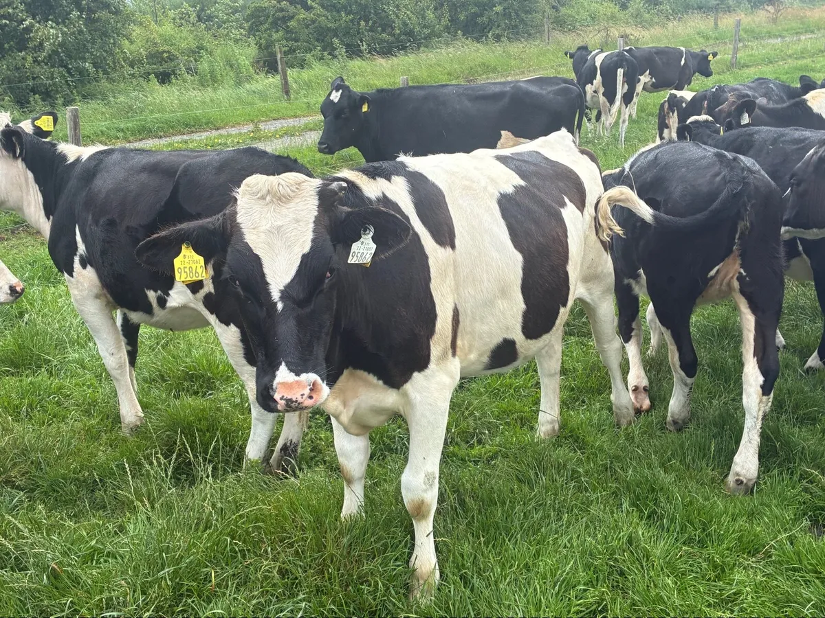 Selection of Frisian heifers for sale - Image 3