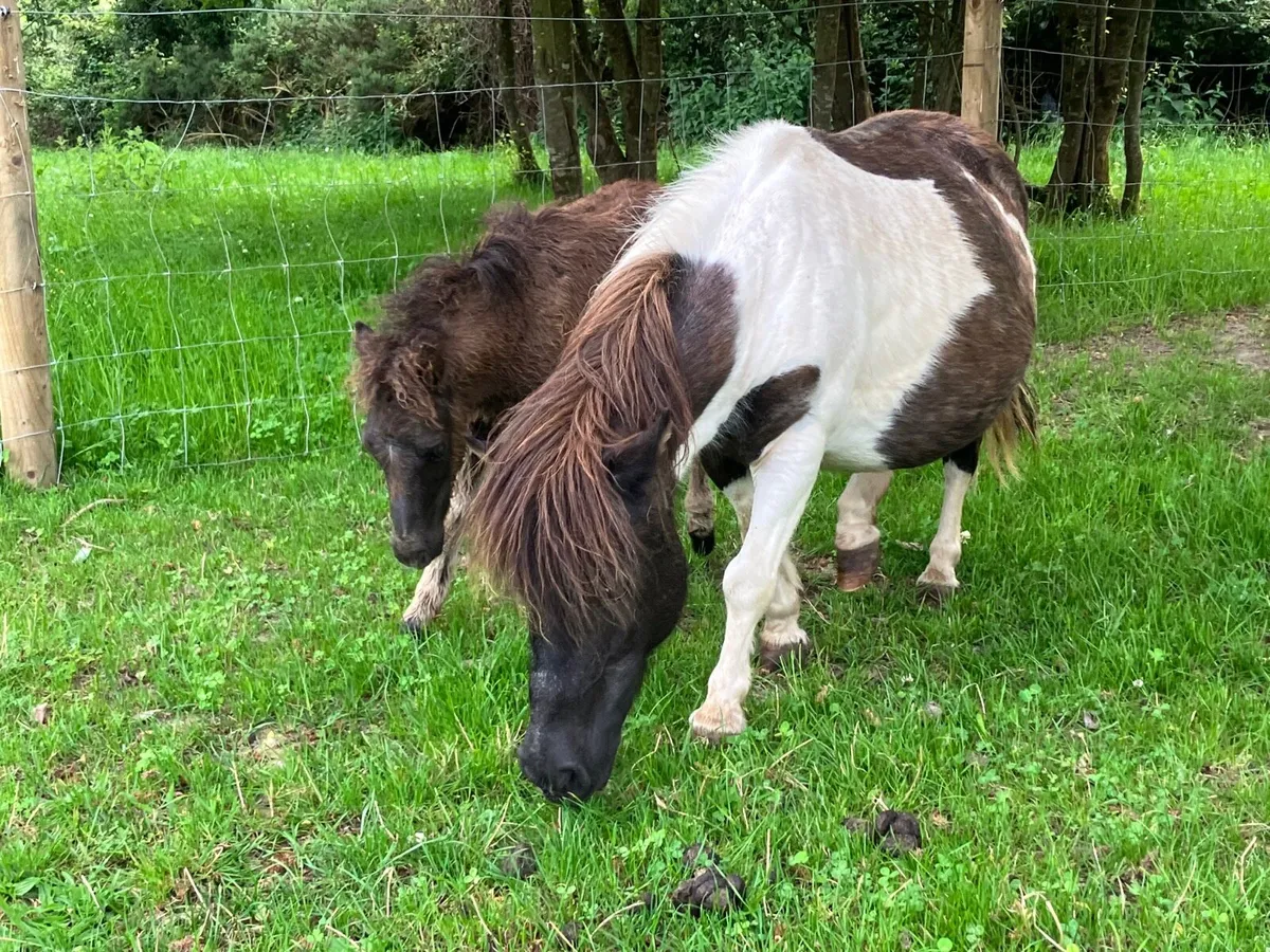 Shetland mare - Image 1