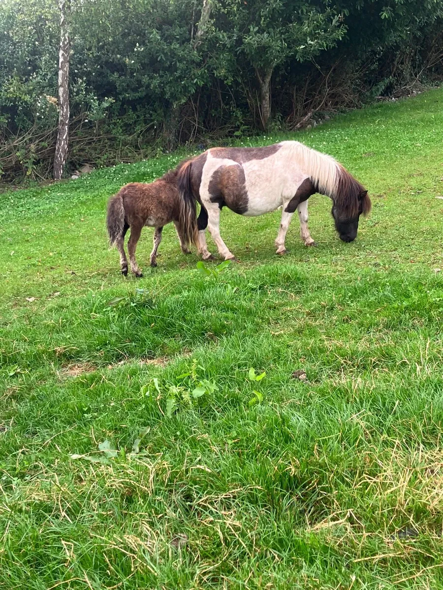 Shetland mare - Image 4
