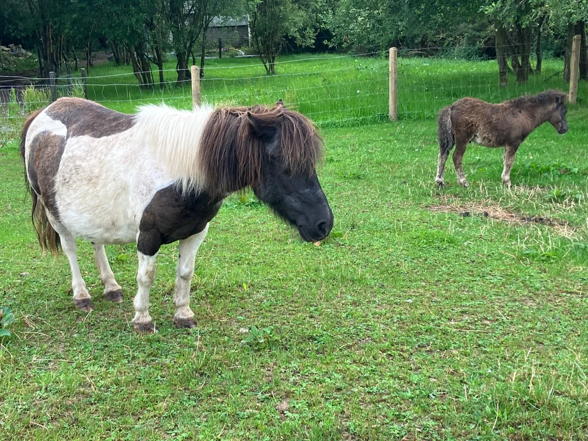 Shetland mare - Image 2