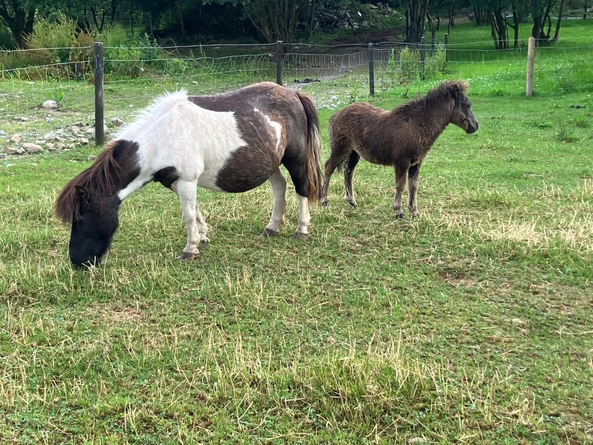 Shetland mare - Image 3