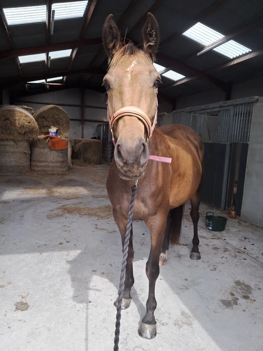 Broodmare, mare in foal - Image 1