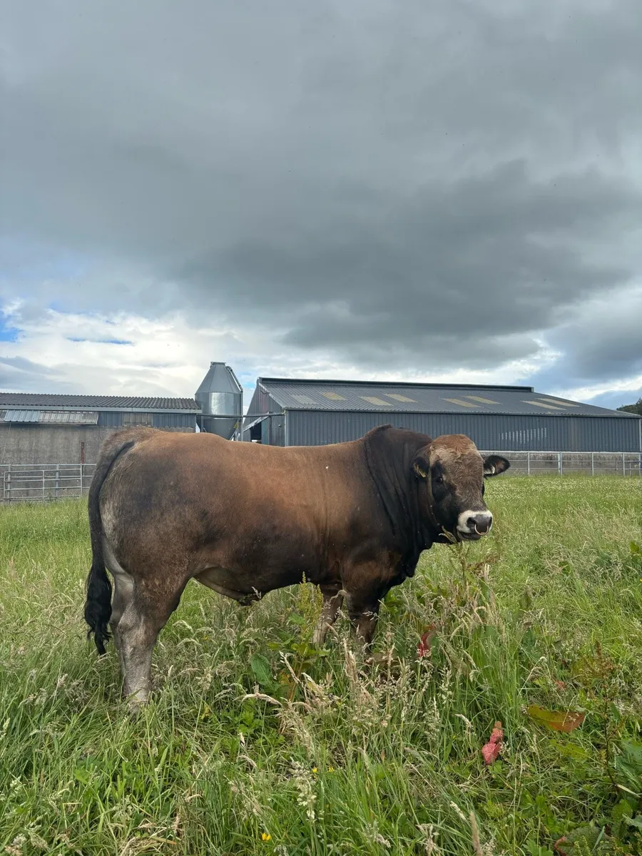 Aubrac Bull - Image 2