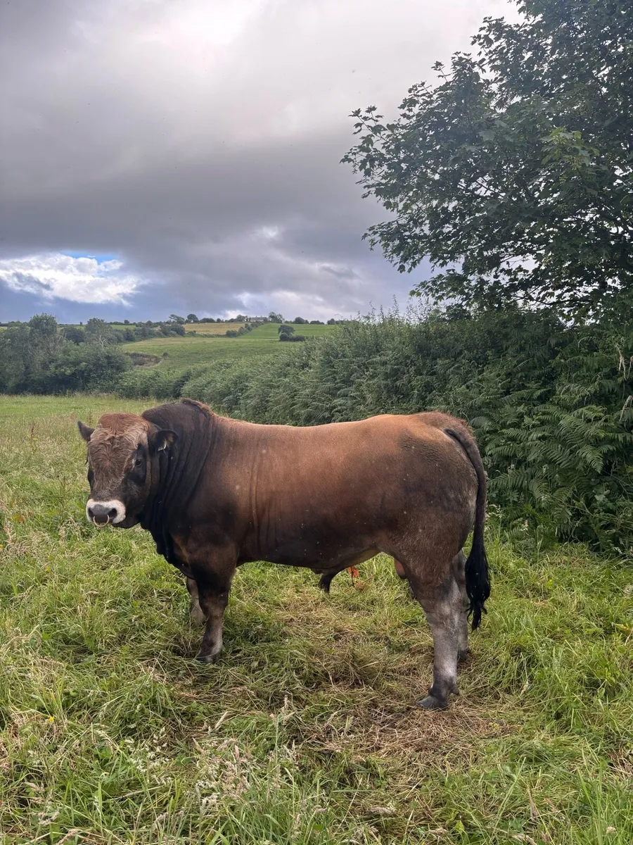 Aubrac Bull - Image 3