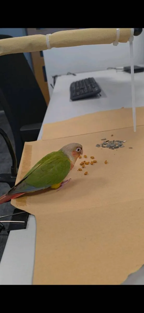Turquoise Quaker Parrot (Monk Parakeet ) & Conures - Image 2