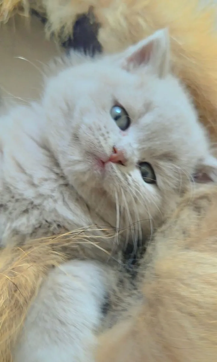 Kitten - Image 1