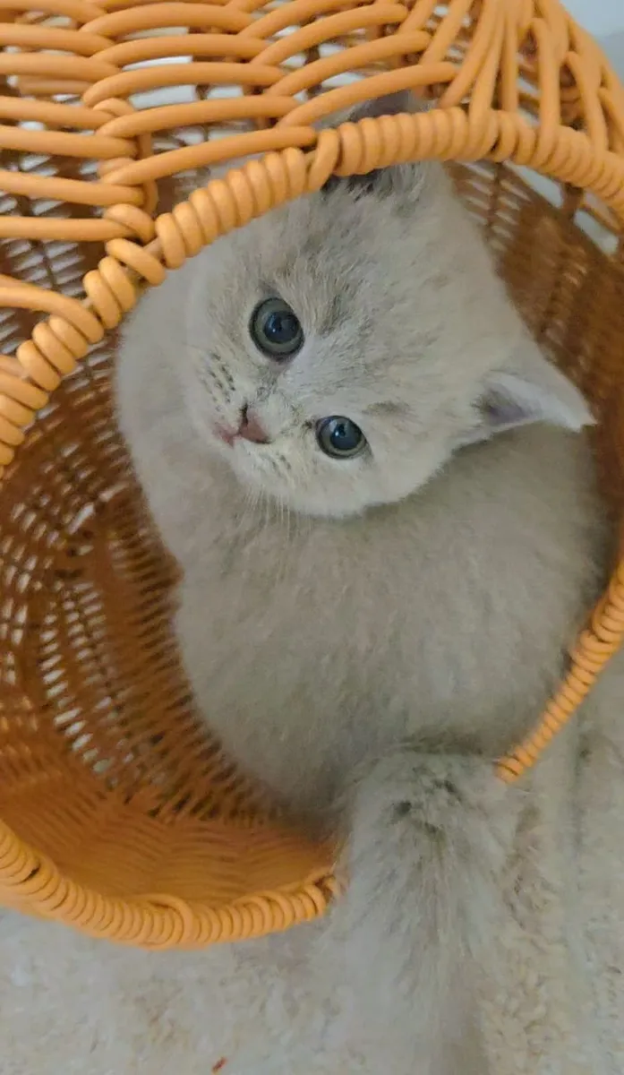 Kitten - Image 3