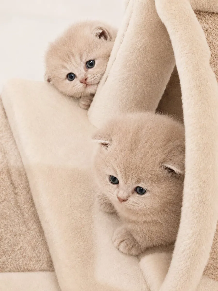 Kitten - Image 4
