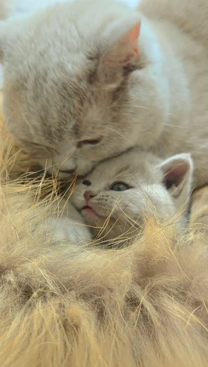Kitten - Image 2