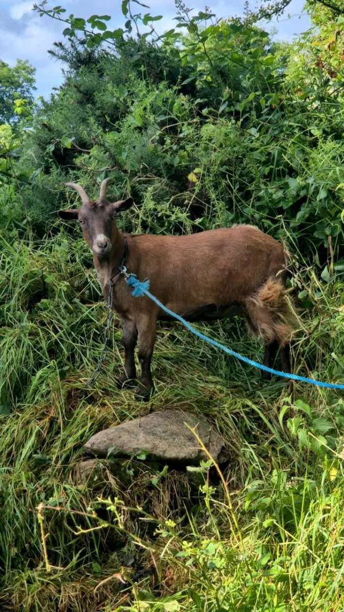 Femal pygmy - Image 1