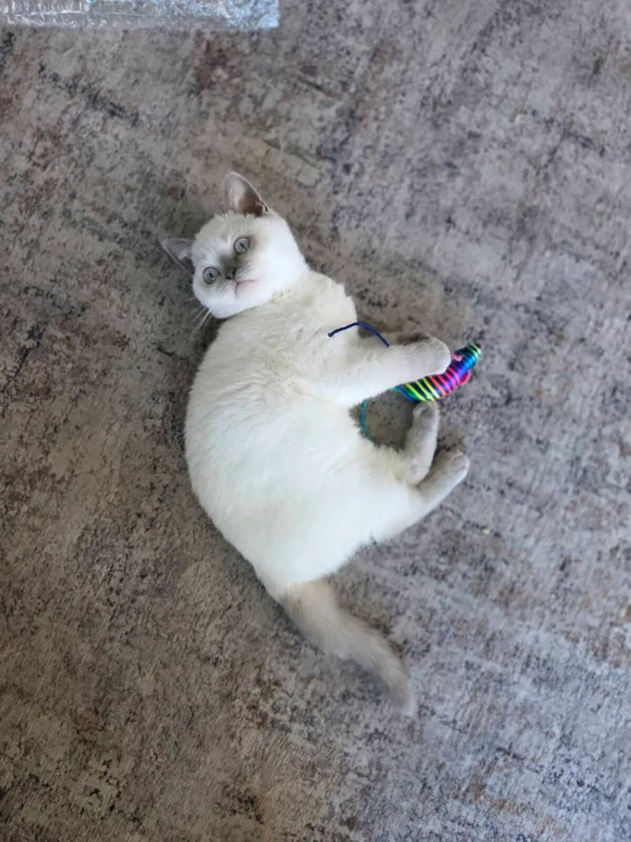 British Shorthair Kittens - Image 1