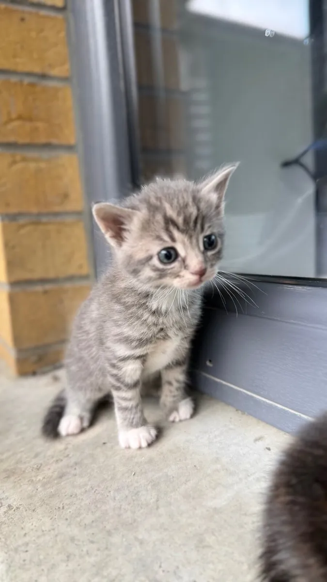 Kittens - Image 2