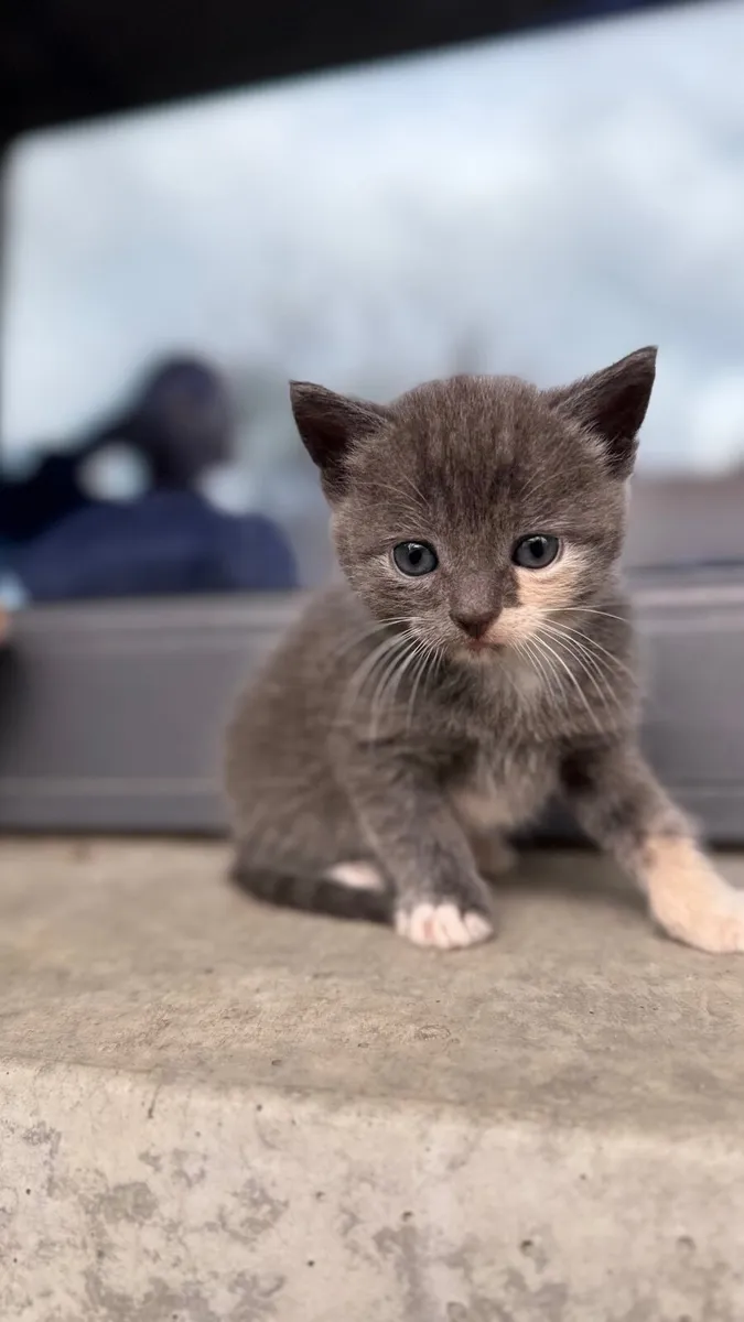 Kittens - Image 3