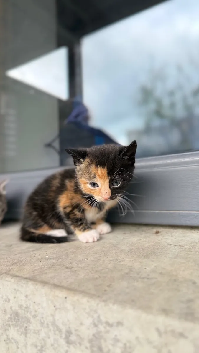 Kittens - Image 4