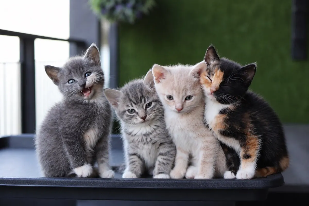 Kittens - Image 1