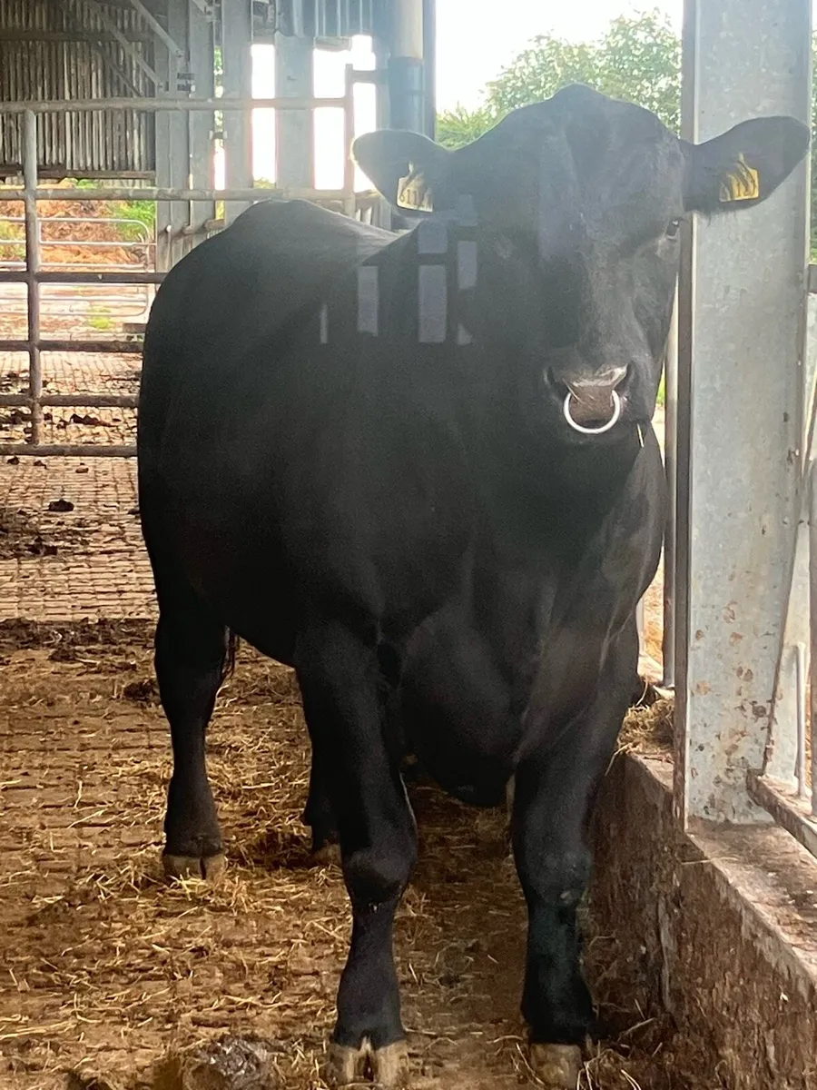 AA BULL - Image 4