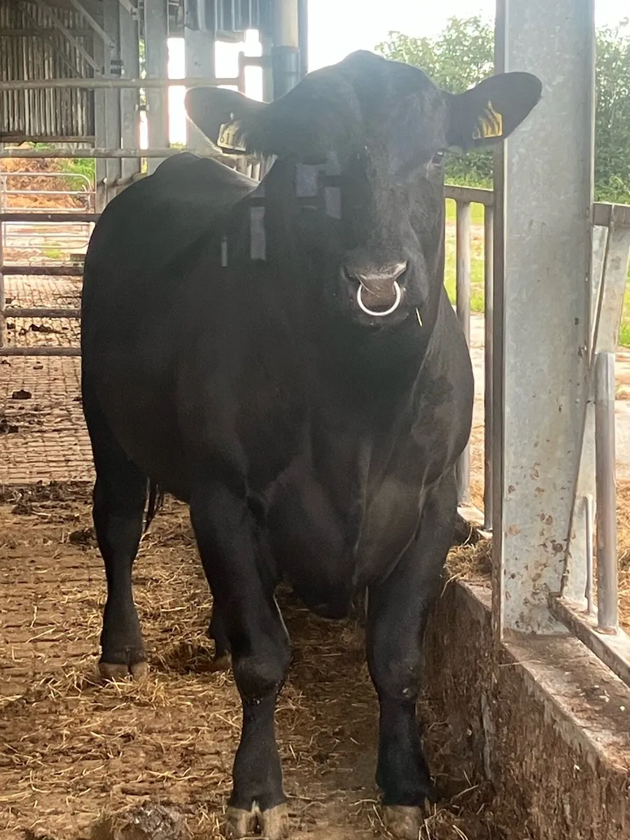 AA BULL - Image 1