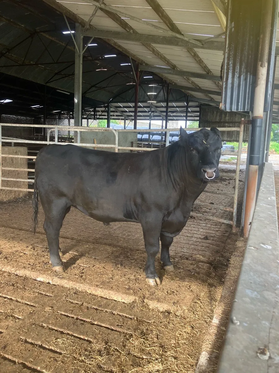 AA BULL - Image 2