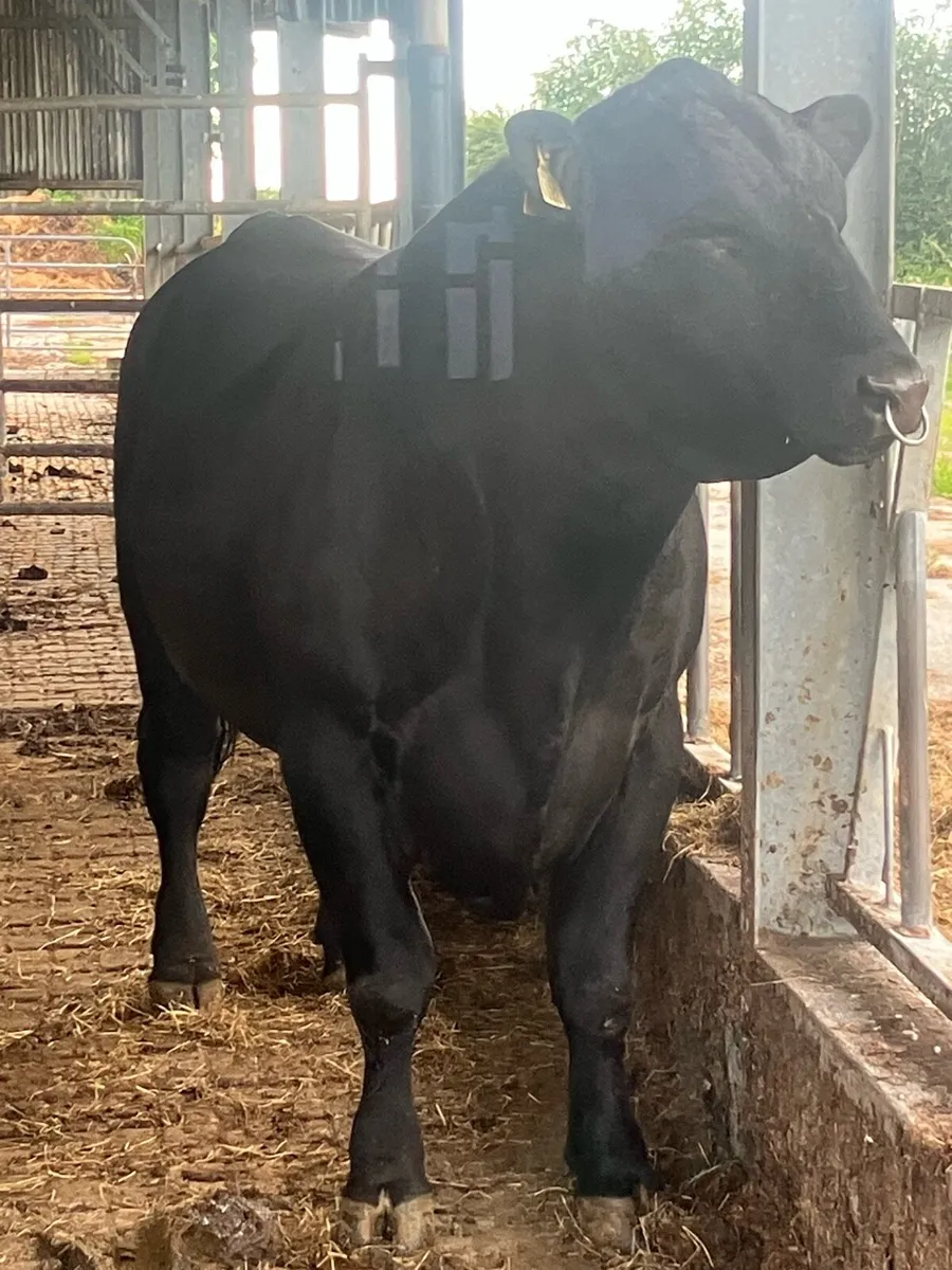 AA BULL - Image 3
