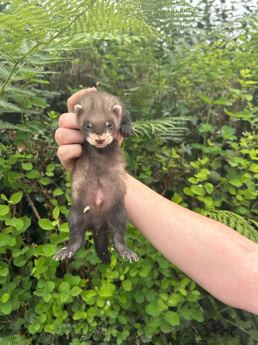 Ferret kits - Image 1