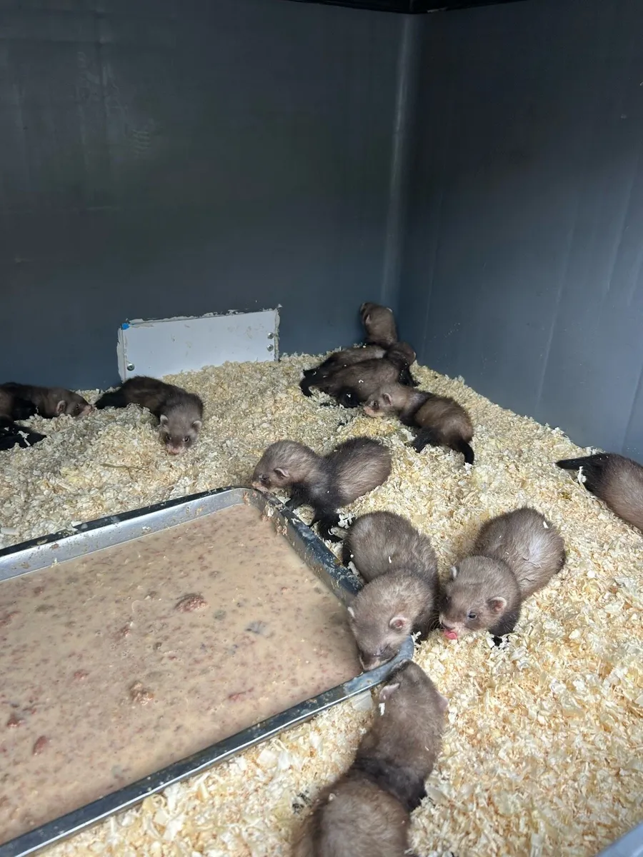 Ferret kits - Image 2