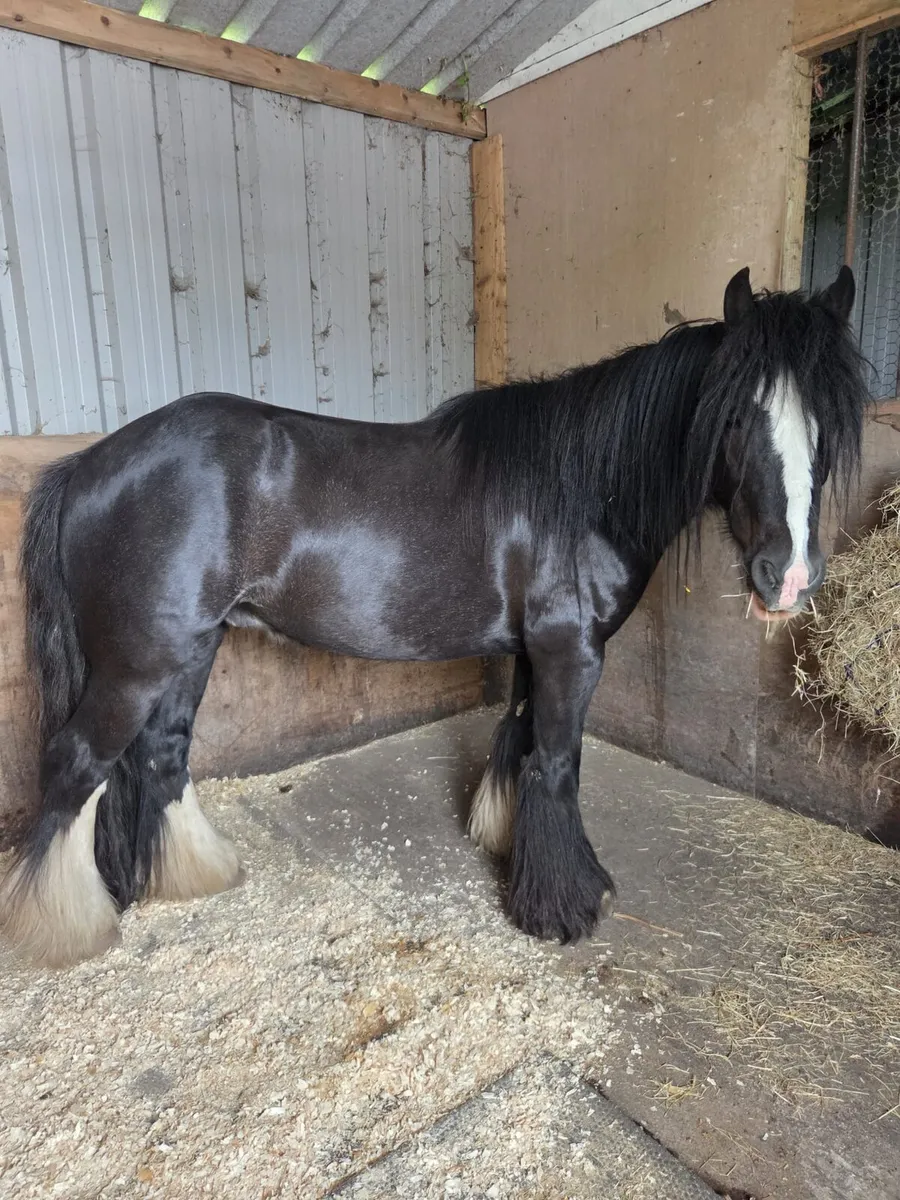 13.1 10yr old Cob - Image 1