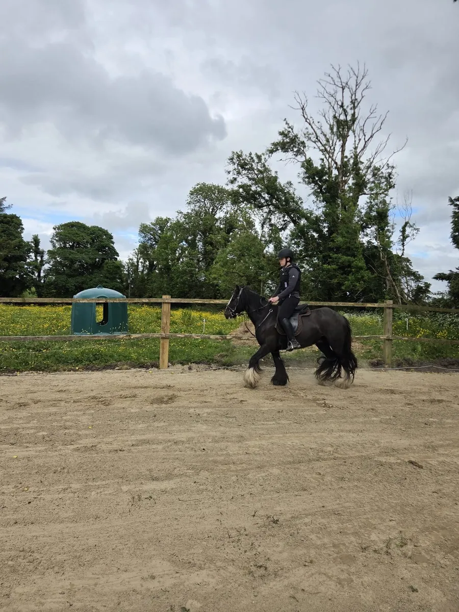 13.1 10yr old Cob - Image 2