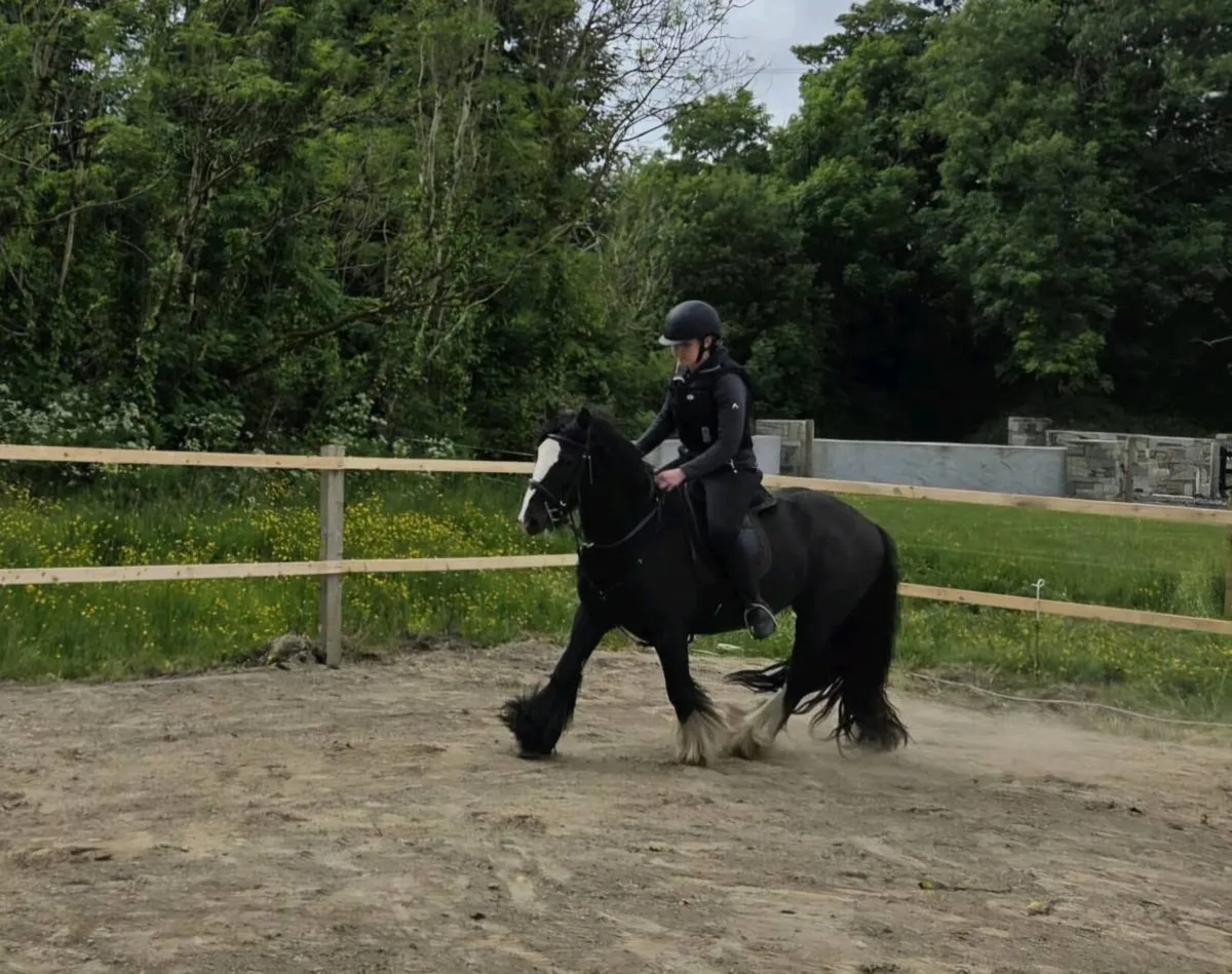 13.1 10yr old Cob - Image 3