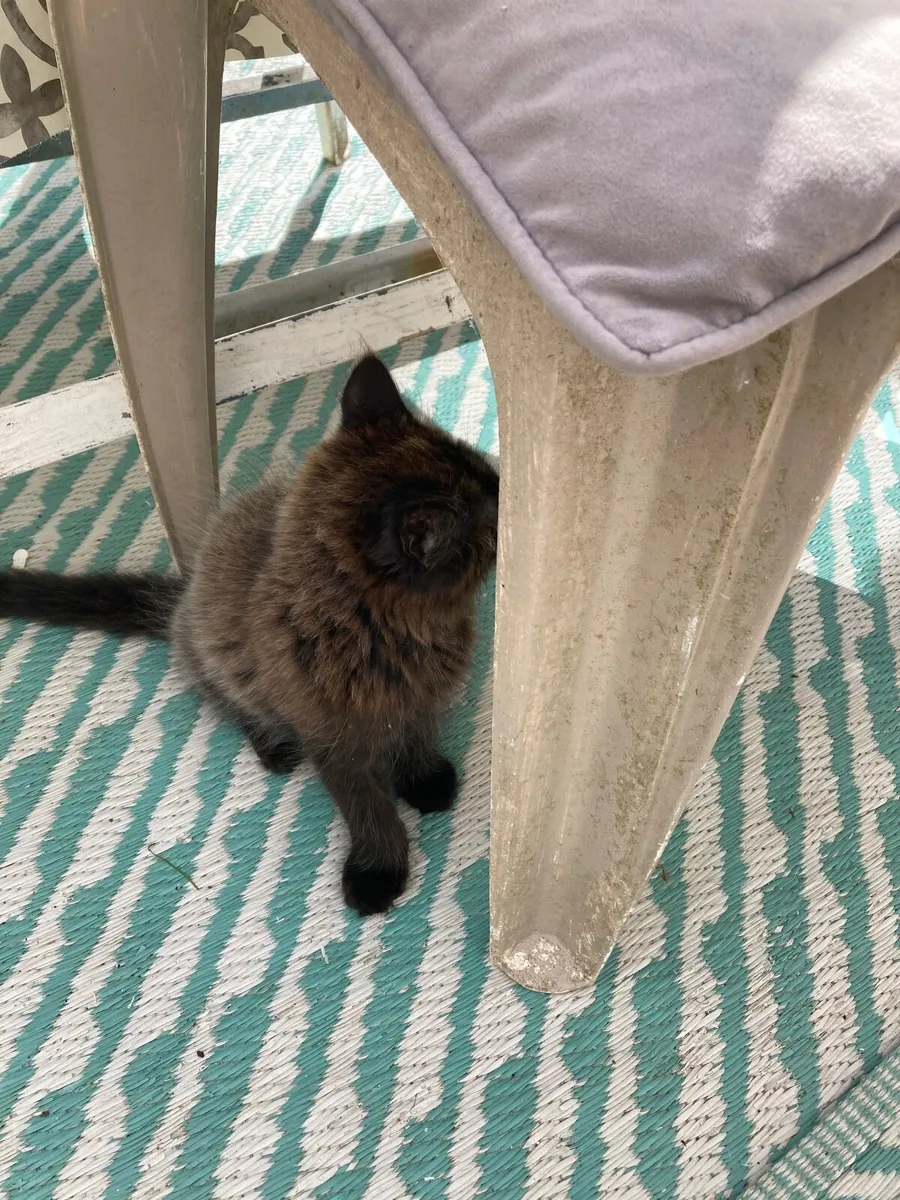 Kitten - Image 2