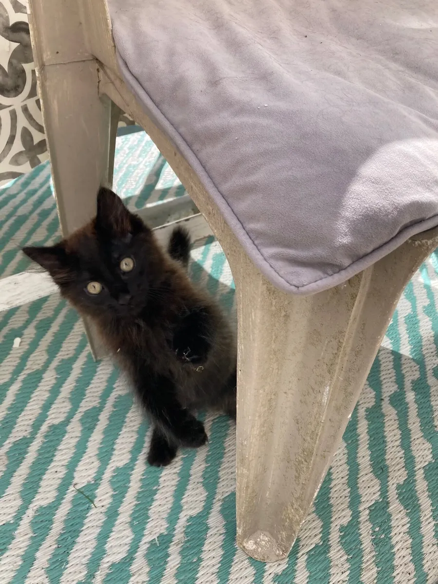 Kitten - Image 1