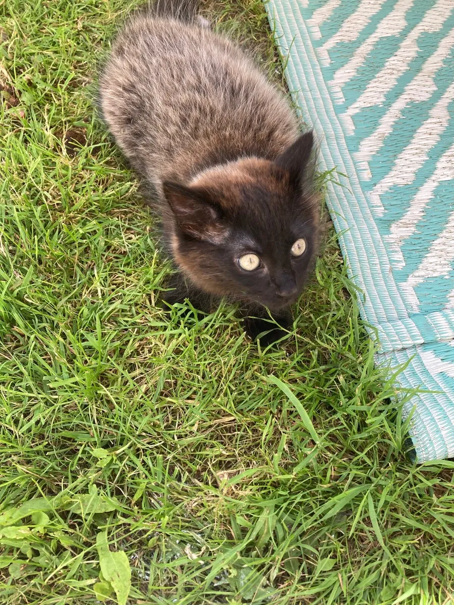 Kitten - Image 3