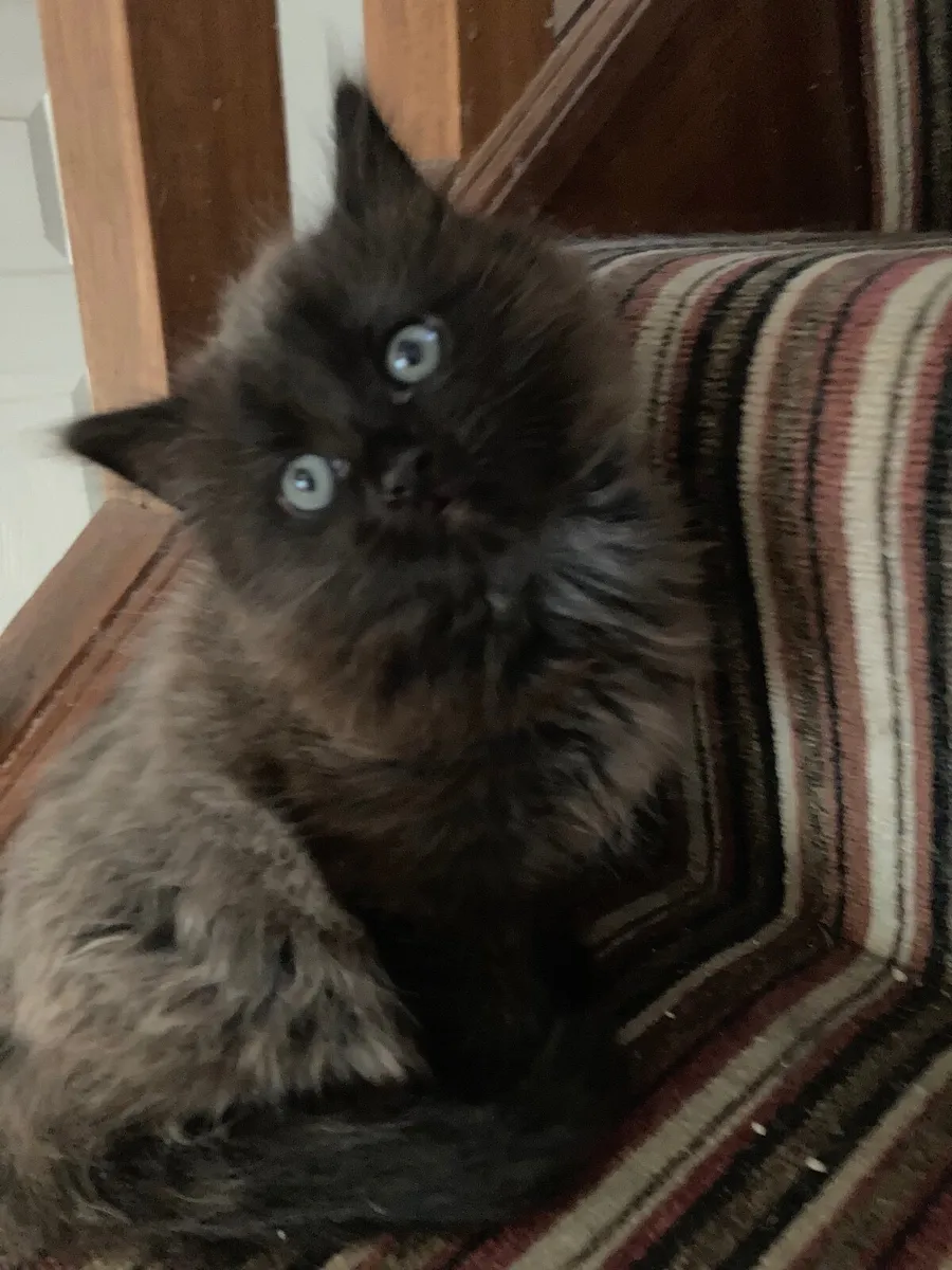 Kitten - Image 4