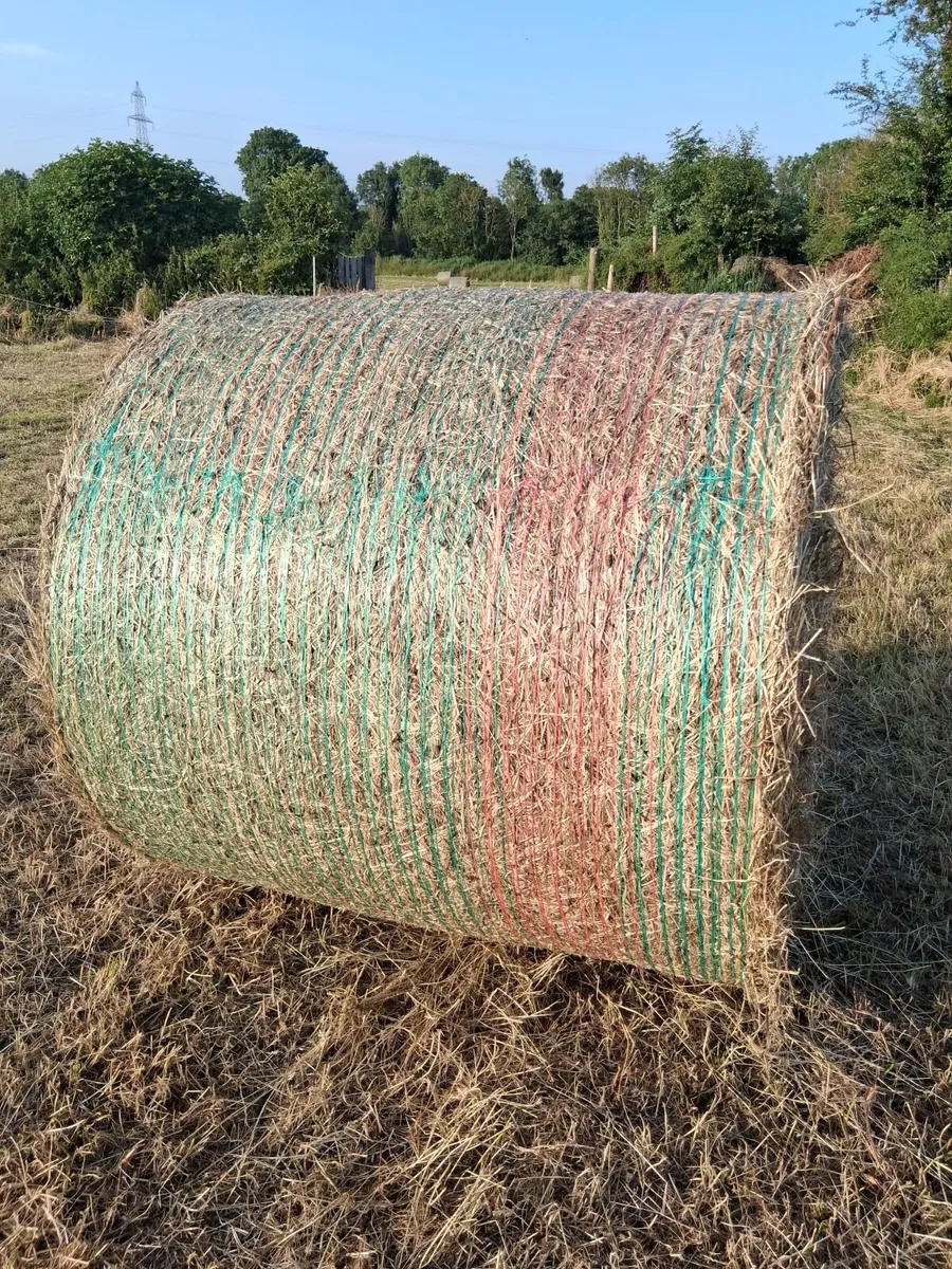 Hay - Image 3