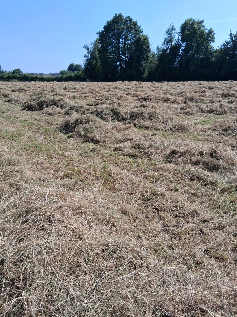 Hay - Image 4
