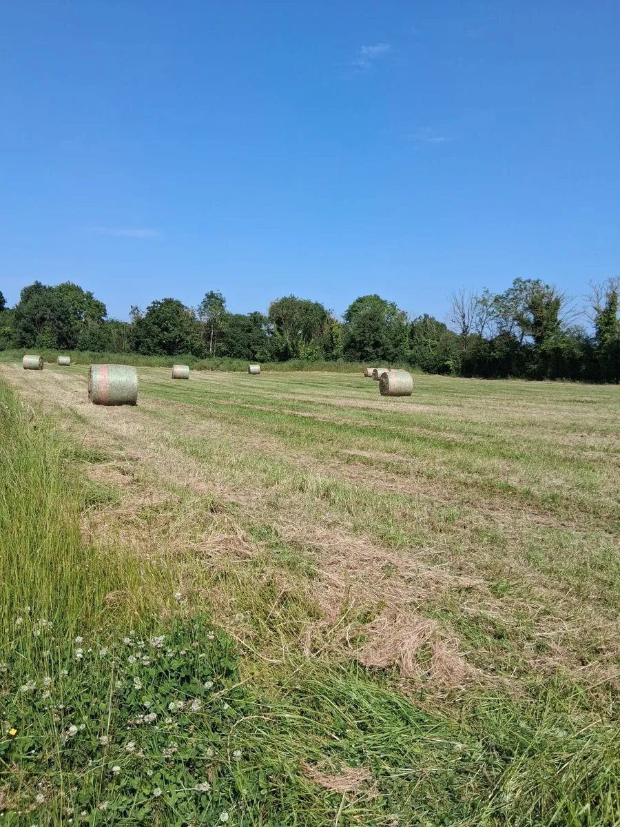 Hay - Image 1