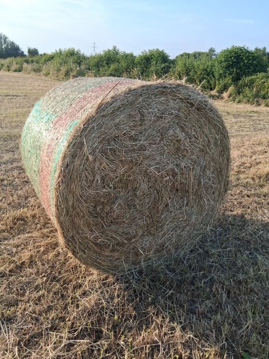 Hay - Image 2