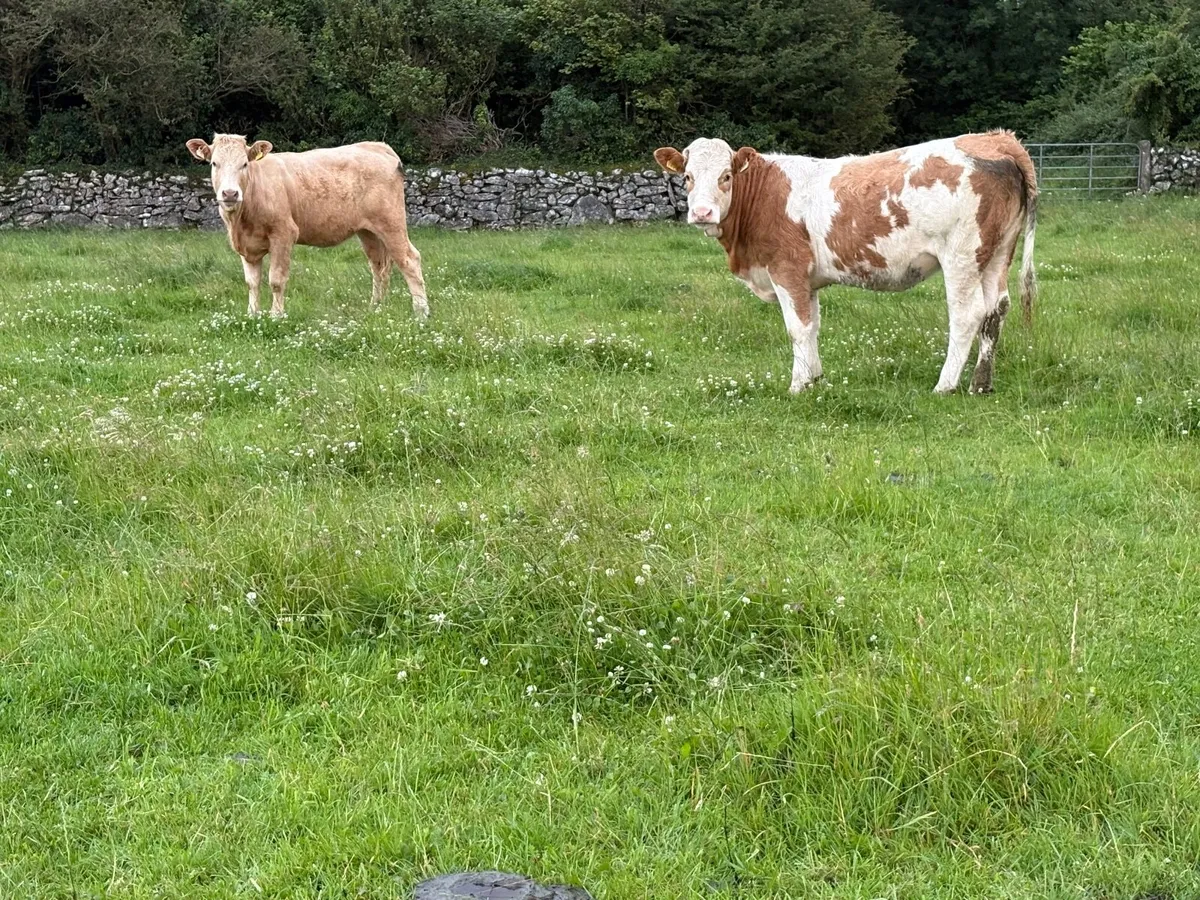 Yearling  Heifers - Image 4