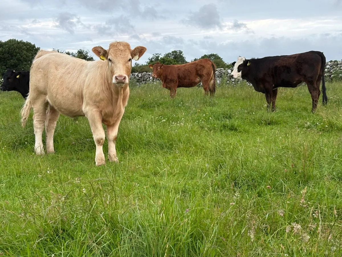 Yearling  Heifers - Image 3